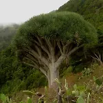 Lejlighed Armonia Park, Tenerife