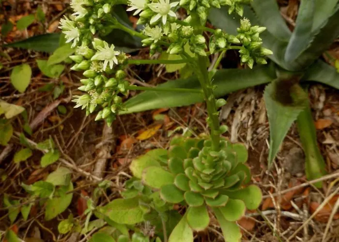 Armonia Park, Tenerife *