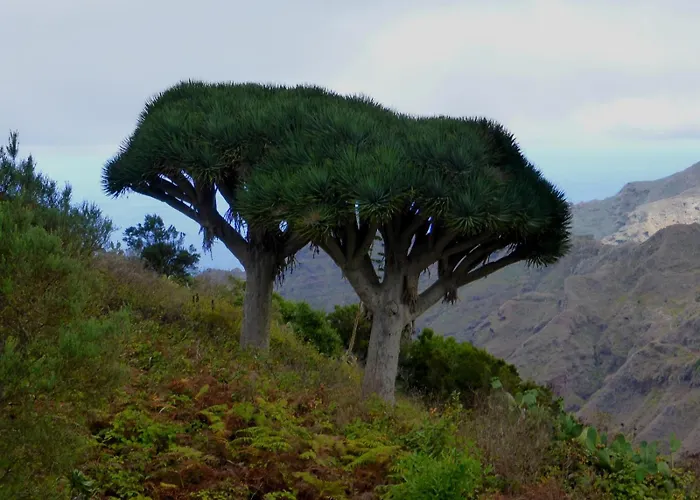 Armonia Park, Tenerife Bajamar (La Laguna)