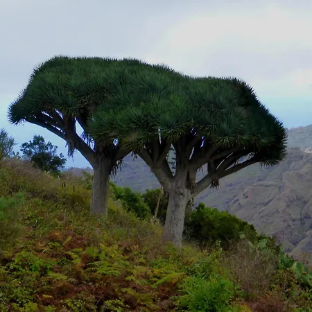 Armonia Park, Tenerife Bajamar (La Laguna)