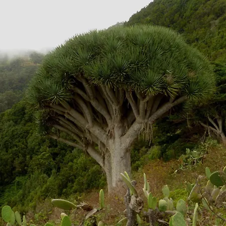 Lägenhet Armonia Park, Tenerife